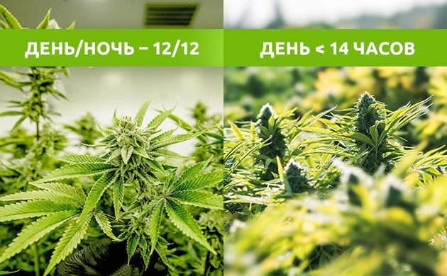 Установка светового режима в индоре и сокращение дня в ауте