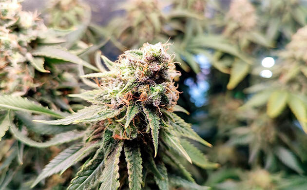 Дегустация попкорна Кусты Mimosa Shot и Gorilla Zkittlez на 14 неделе