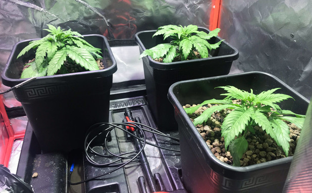 Начало вегетации