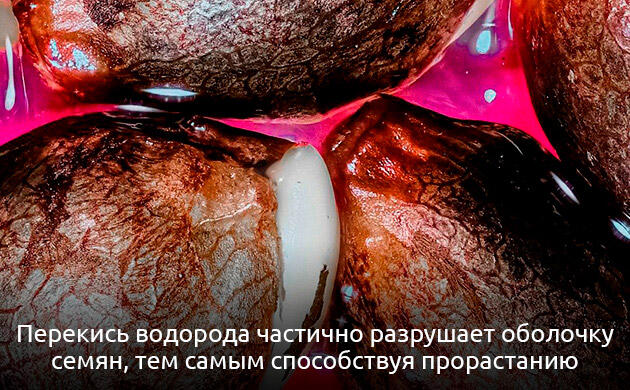 Мягкая стимуляция роста семян каннабиса с помощью перекиси водорода Семена каннабиса в процессе проращивания с H2O2