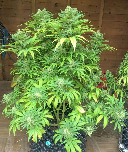 Последние недели перед урожаем Atomical Haze