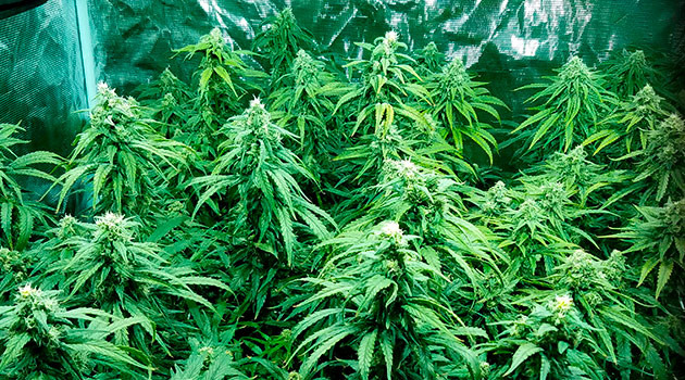 Контроль уровня pH при выращивании сорта LSD