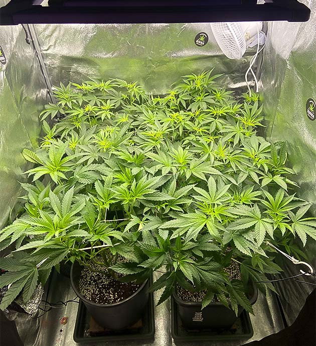 Переход на 12/12 Vanilla Frosting Завершение тренировок и начало цветения Vanilla Frosting