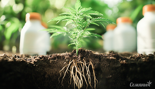 Этапы вегетации конопли