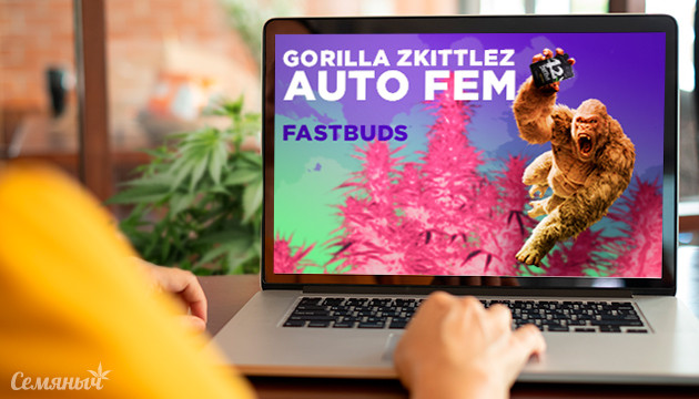 Выращивание сорта конопли Gorilla Zkittlez Auto в закрытом грунте