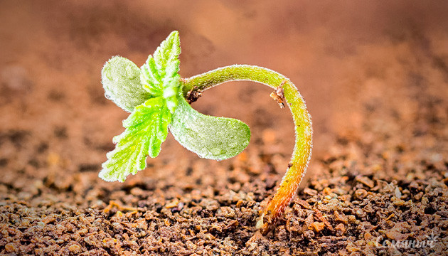 Как предотвратить падение саженцев