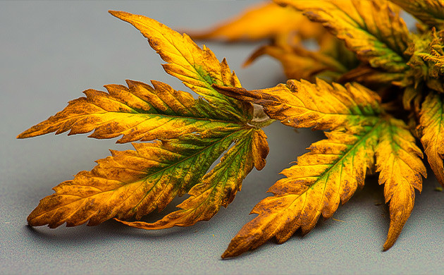 Жёлтые или коричневые листья