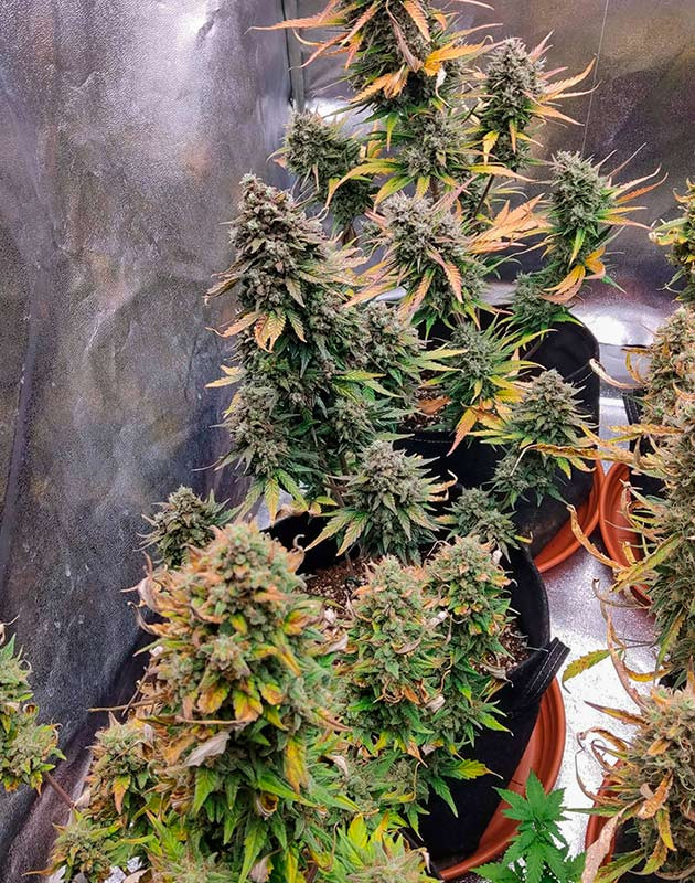 Переведение на чистую воду Кусты Purple Punch OG XL Auto от Sweet Seeds перед харвестом