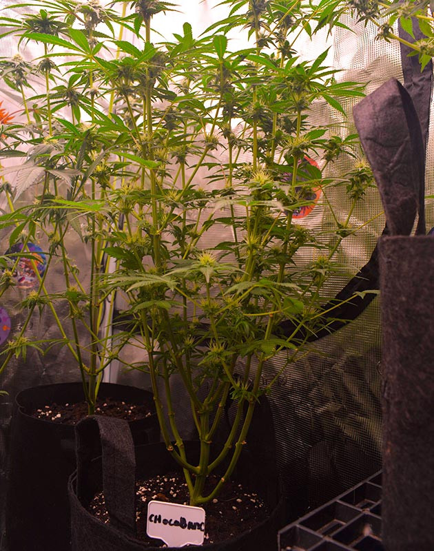 Появление аромата тропических фруктов Высокий куст с формирующимися бутонами