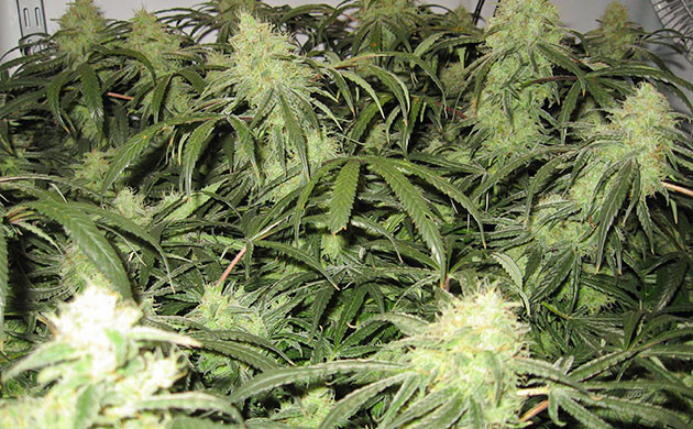 Созревшие шишки каннабиса