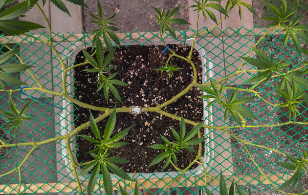 Рост каннабиса при умеренной температуре Марихуана на 13 неделе роста