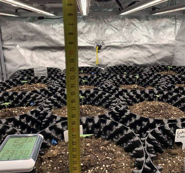 Уход за Auto Mokum’s Tulip на первой неделе