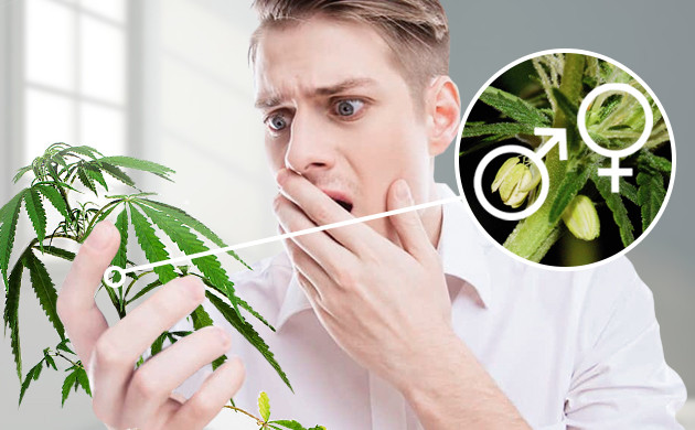 Обнаружение гермафродизма