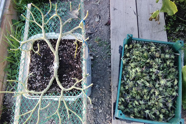 Как бороться с плесенью на каннабисе Срезанные шишки конопли