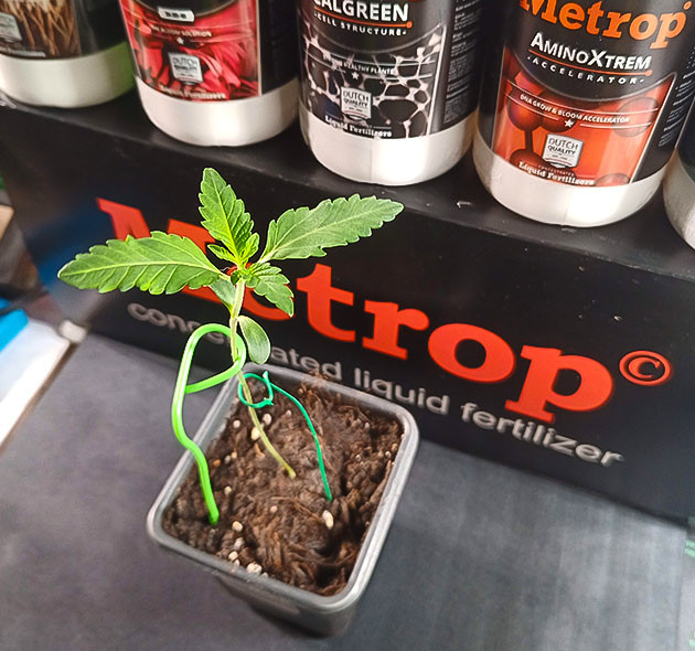 High Society: развитие на второй неделе