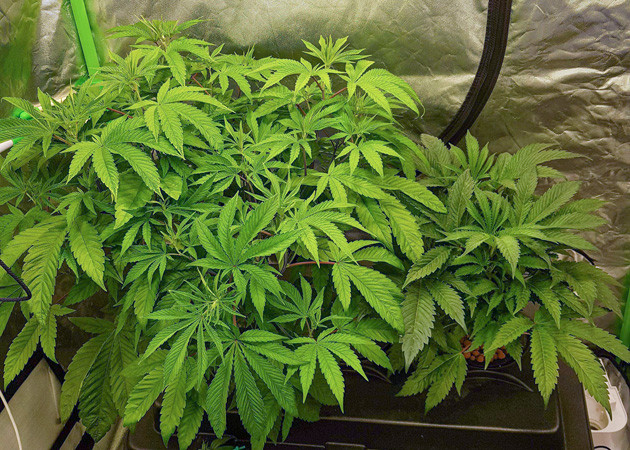 Разница в размерах кустов