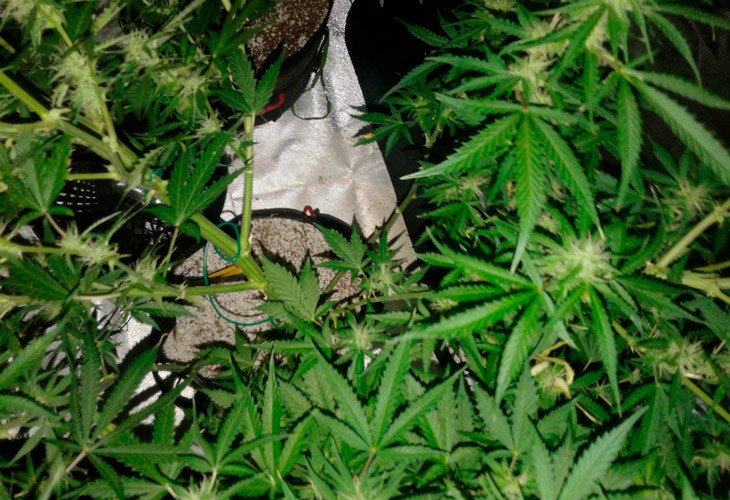 Десятая неделя выращивания марихуаны Scout Cookies auto