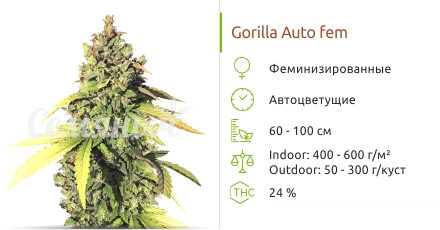Gorilla Auto от Семяныча