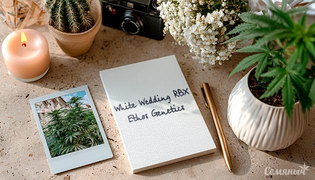 Гроурепорт сорта конопли White Wedding RBX от Ethos Genetics