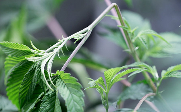 Залом стебля