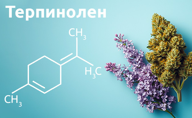 Терпинолен в природе и каннабисе