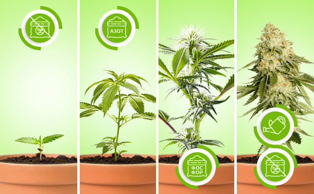 Удобрение куста от ростка до цветения