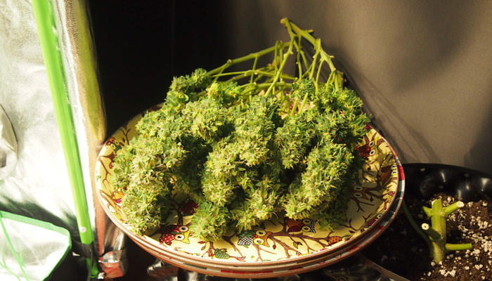 Срезанная ветка Jack 47 Auto с шишками