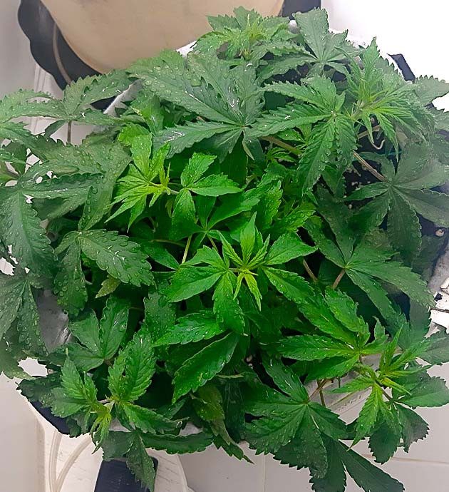 Подготовка раствора для полива