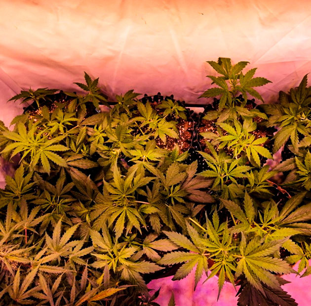 Куст Original Auto Skunk на 4 неделе выращивания