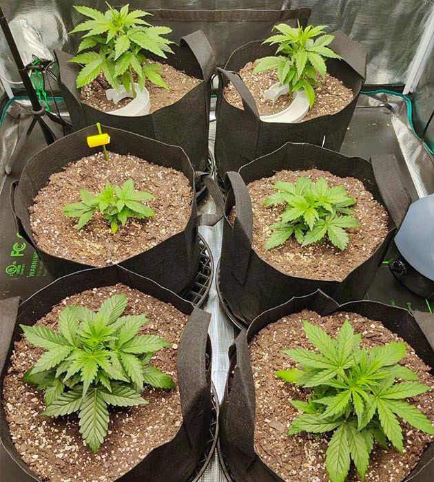 Тренировка растения Afghan Kush Ryder Auto Микроклимат в гроубоксе