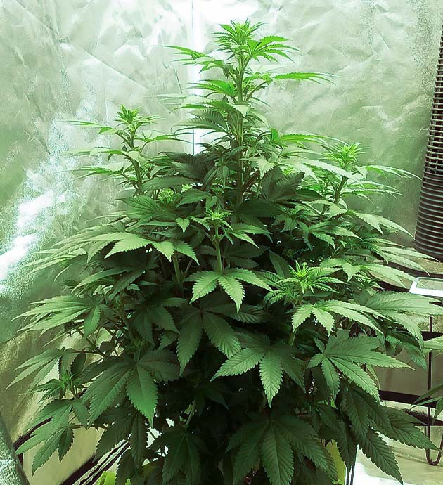 Pineapple Chunk на цветении