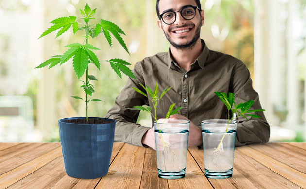 Срезанные побеги от материнсокго растения