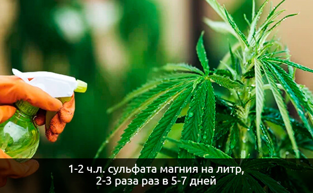 Удобрения с серой для конопли Внесение серных удобрений при выращивании каннабиса