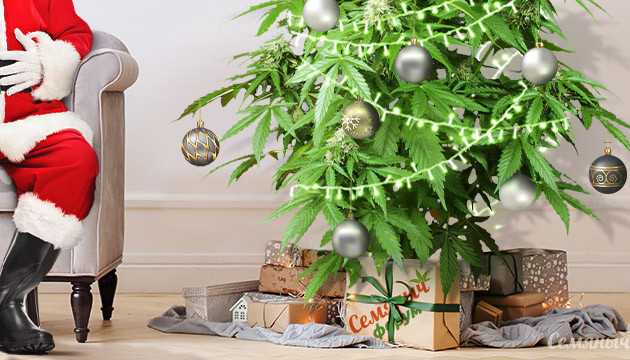 Канна елка на форуме Семяныча Подарки к Новому году