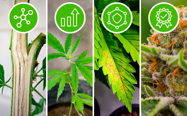 Польза ризобактерий для растений