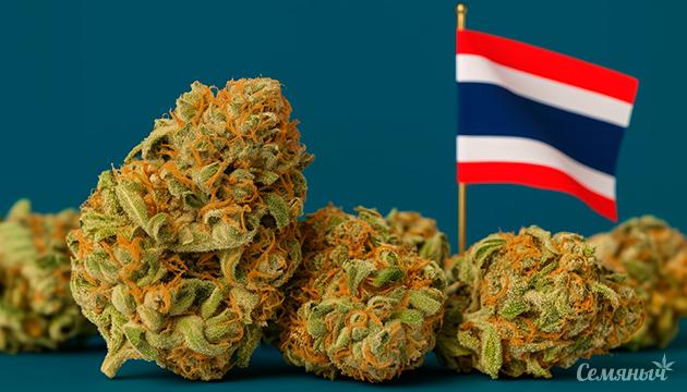 Таиланд может отменить запрет на использование и продажу конопли Пересмотр запрета на рекреационную коноплю в Таиланде