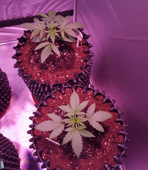 2 растения Auto White Widow