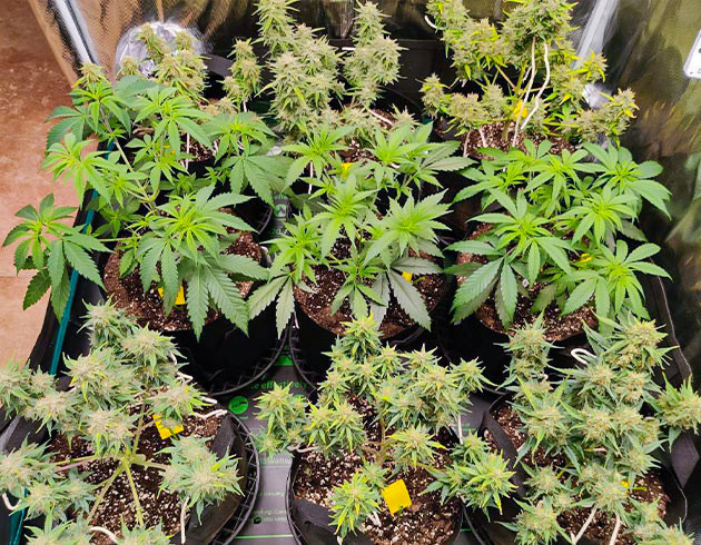 Куст Afghan Kush Ryder Auto на цветении Гроурепорт сорта Afghan Kush Ryder Auto