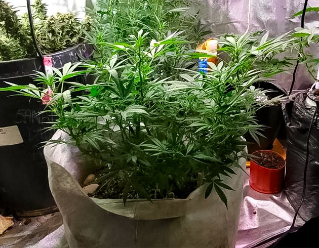 11 неделя выращивания каннабиса