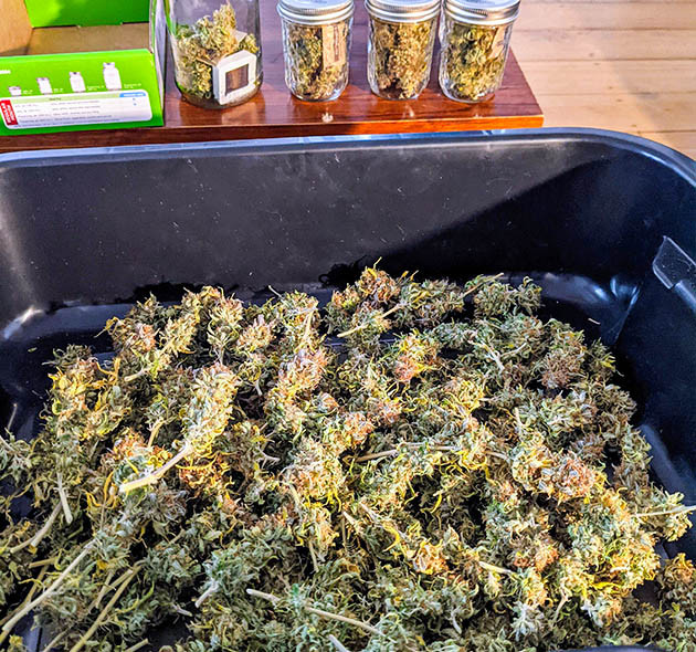 127 грамм сухих шишек