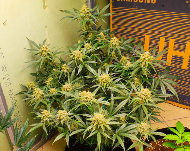 Промывка на 12 неделе выращивания Шишки с оранжевыми стигмами