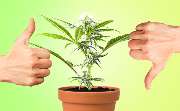 Правильные и неправильные советы по выращиванию