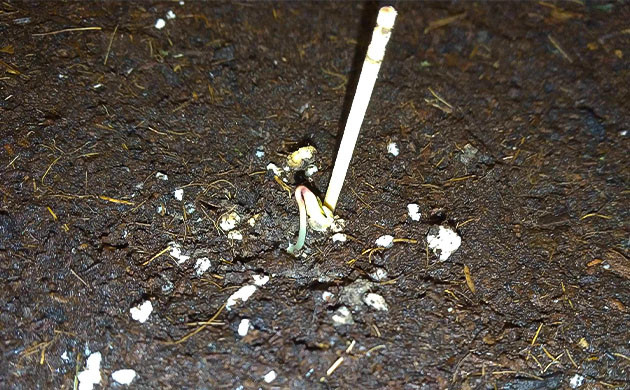 Быстрый рост ростка Gorilla Zkittlez