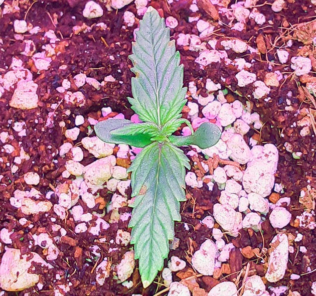 Первые листья конопли с сухими кончиками