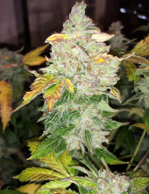 Харвест сорта Amherst Sour Diesel