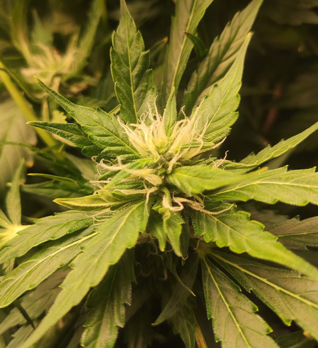 Соцветие CBD Auto 20:1 на 7 неделе выращивания