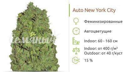 Auto New York City от Pyramid Seeds