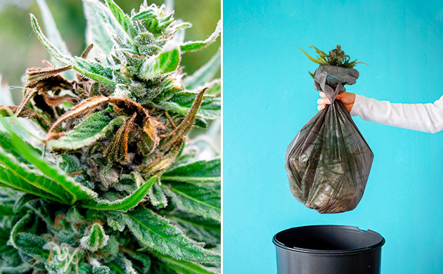 Как бороться с гнилью на конопле