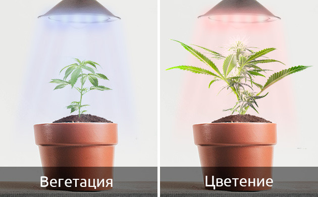 Световой спектр освещения для автоцветов