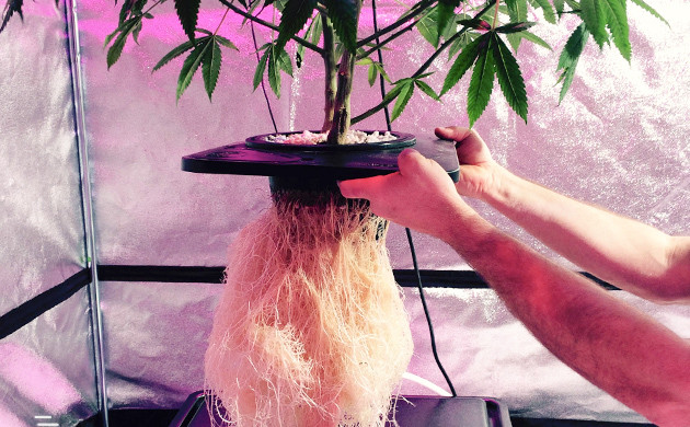 гидропонный метод выращивания